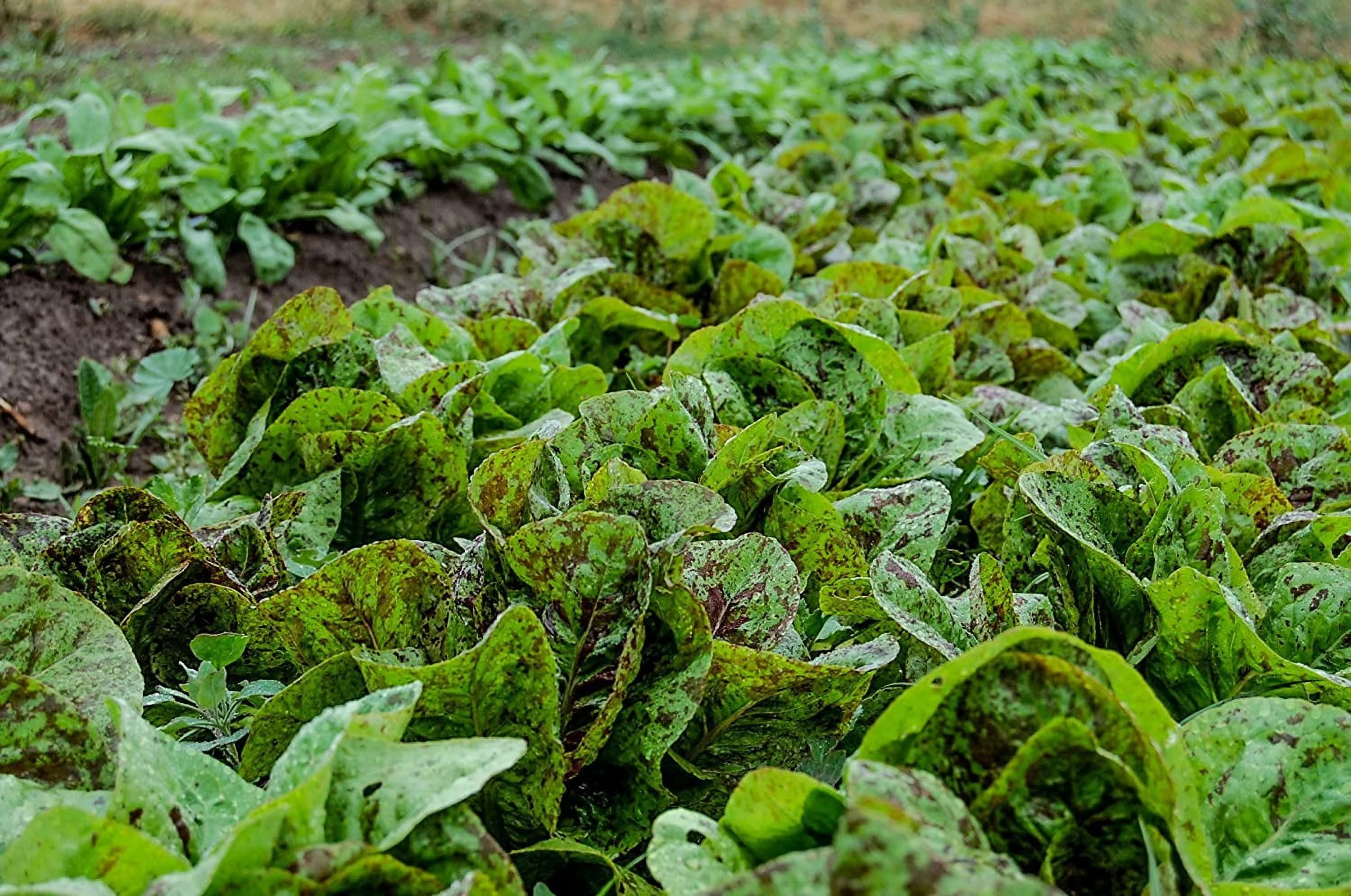 Freckles Romaine Lettuce Seeds, 1000 Heirloom Seeds Per Packet, Non GMO Seeds