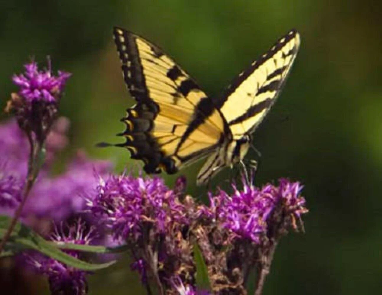 250 PURPLE IRONWEED Vernonia Fasciculata Flower Seeds