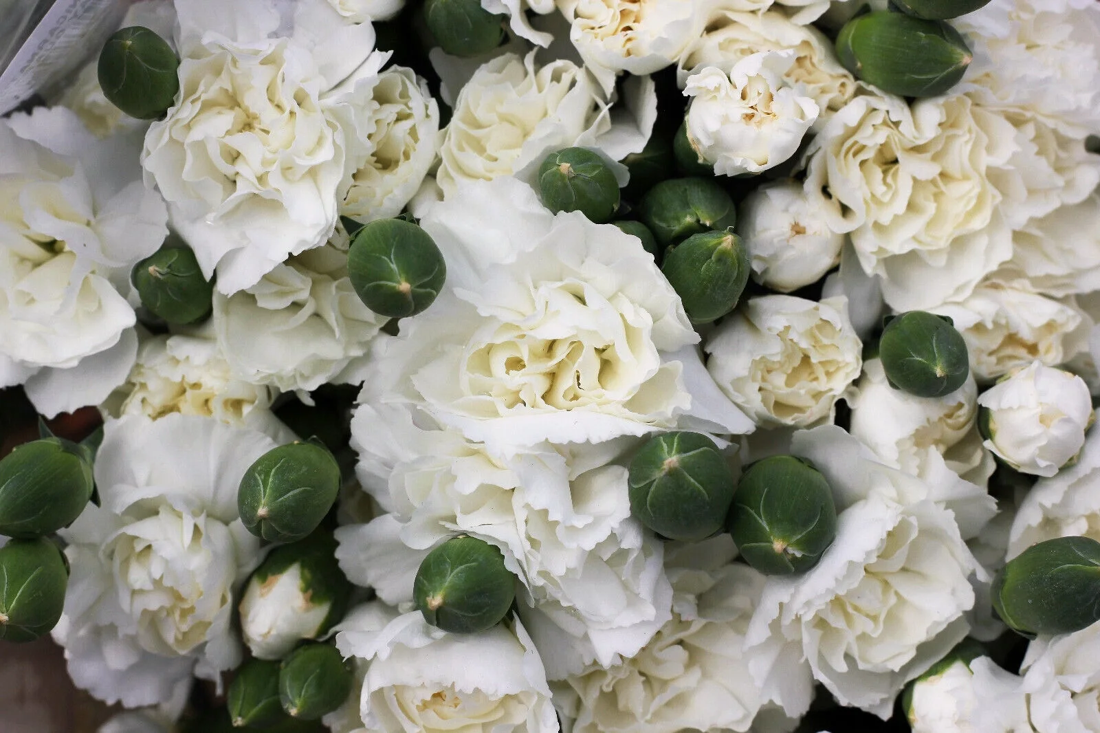 50 WHITE CARNATION Caryophyllus Grenadin Flower Seeds *Flat S/H