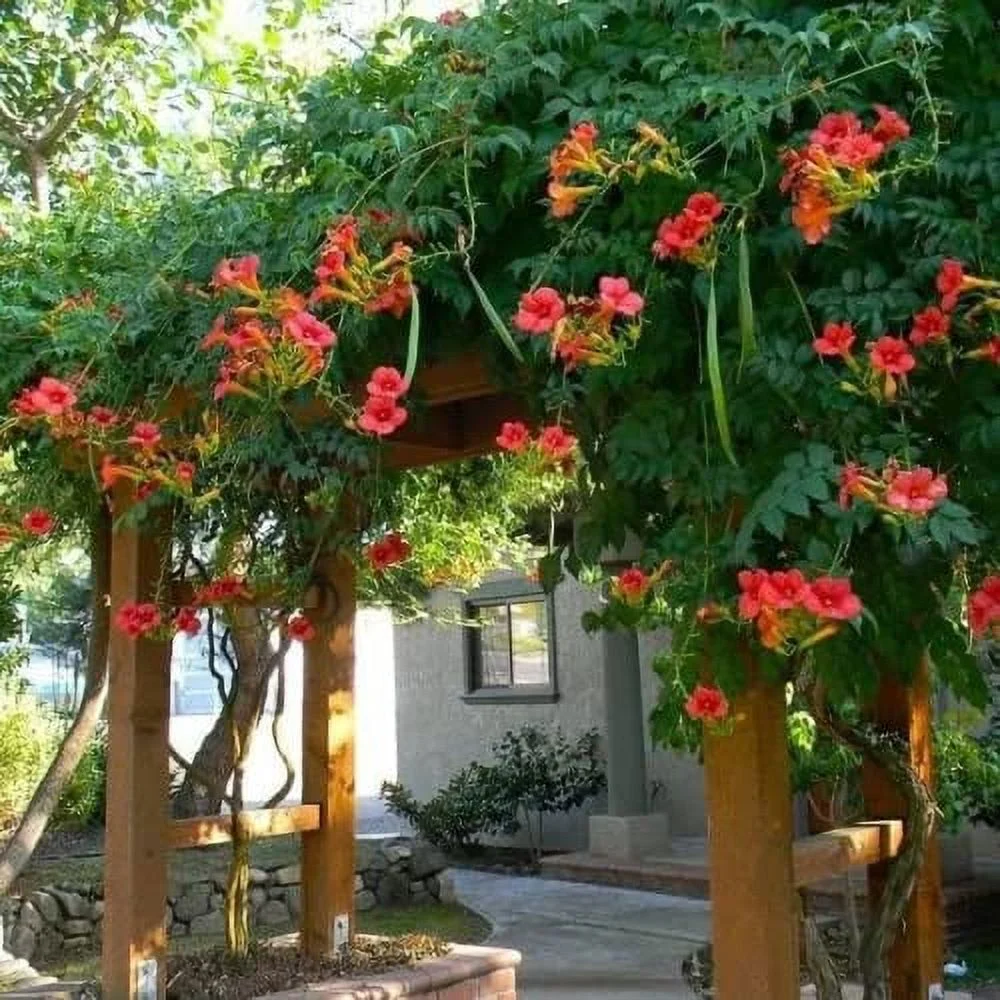 CHUXAY GARDEN Campsis Radicans Seed 20 Seeds Trumpet Vine Woody Climbing Vine Attract Butterflies and Bees Striking Landscaping Plant