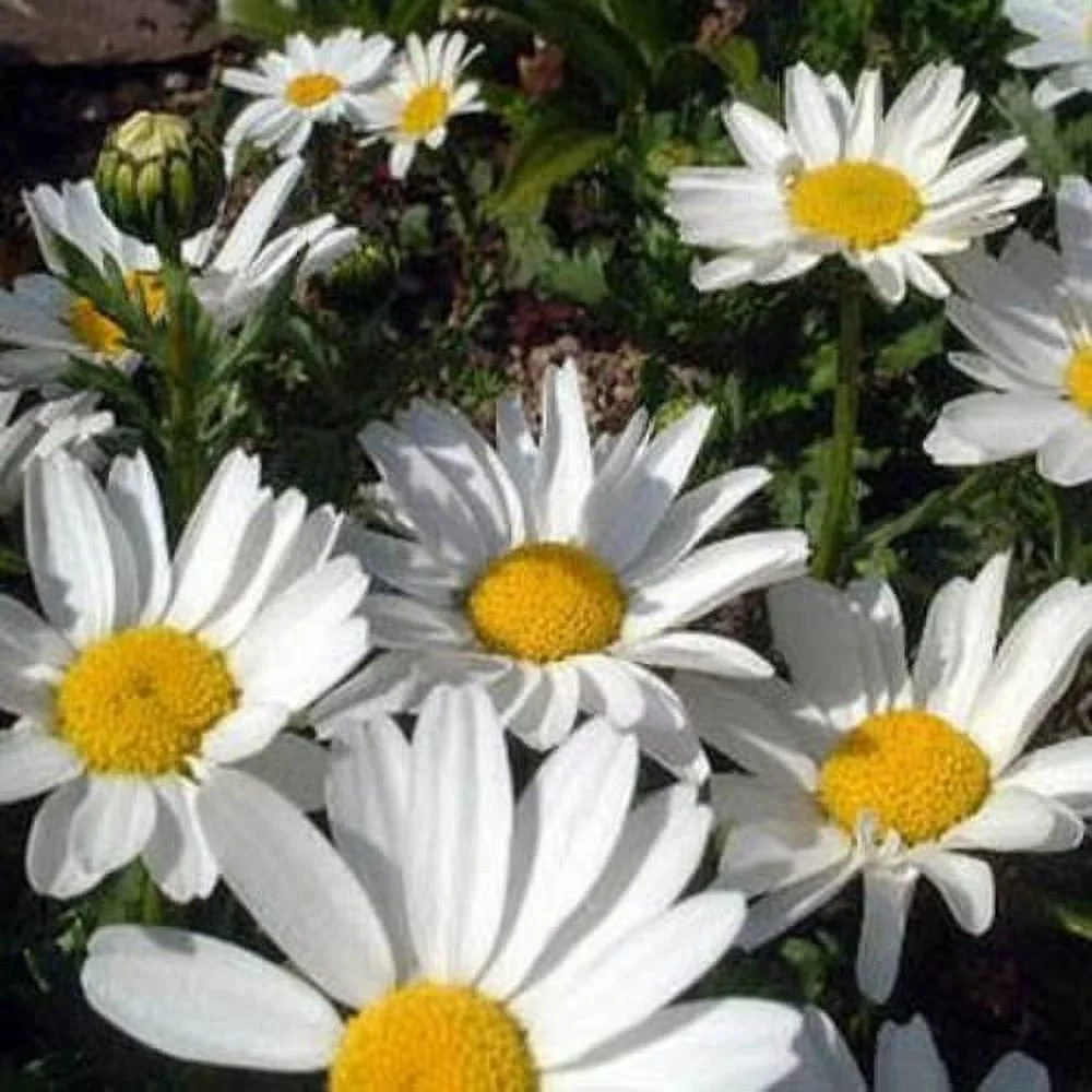 Outsidepride Chrysanthemum Creeping Daisy - 10000 Seeds