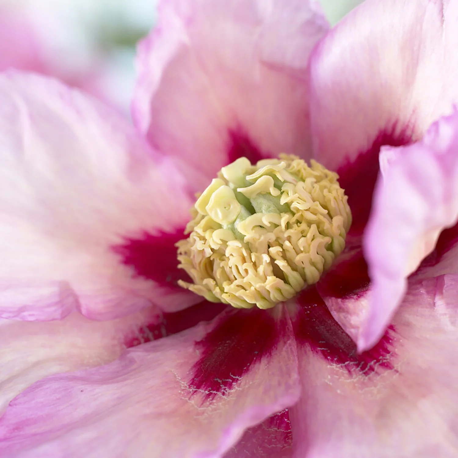 Van Zyverden Itoh Peony Pastel Splendor Set of 1 Root Multicolor Partial Sun Flowering 1 lb