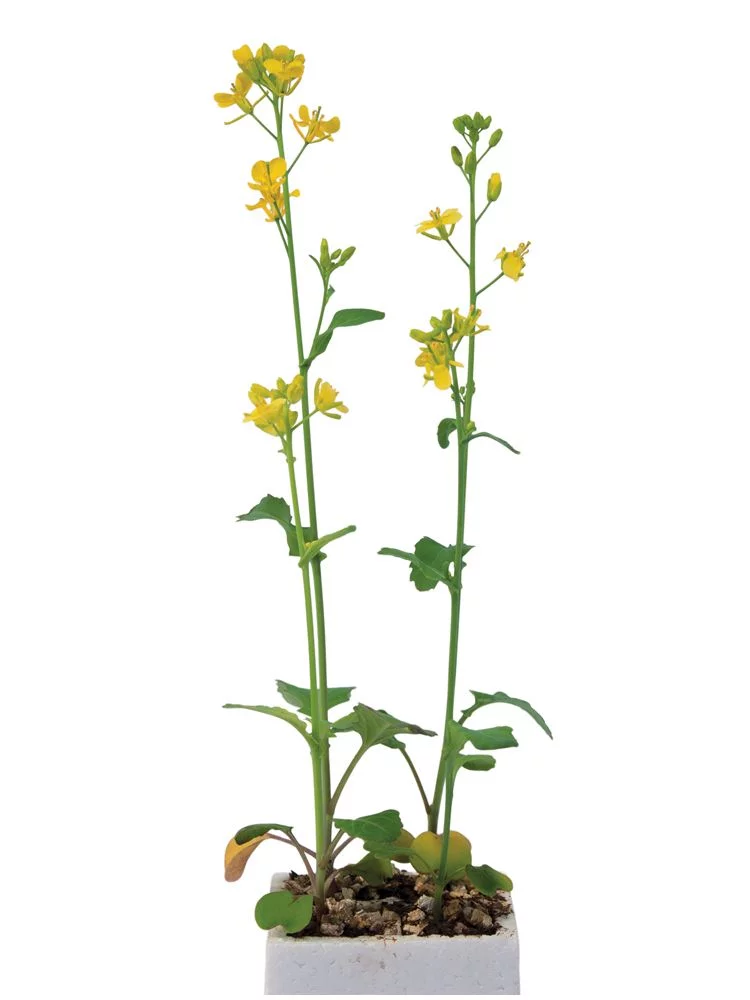 Wisconsin Fast Plants Standard Seed, Pack Of 50