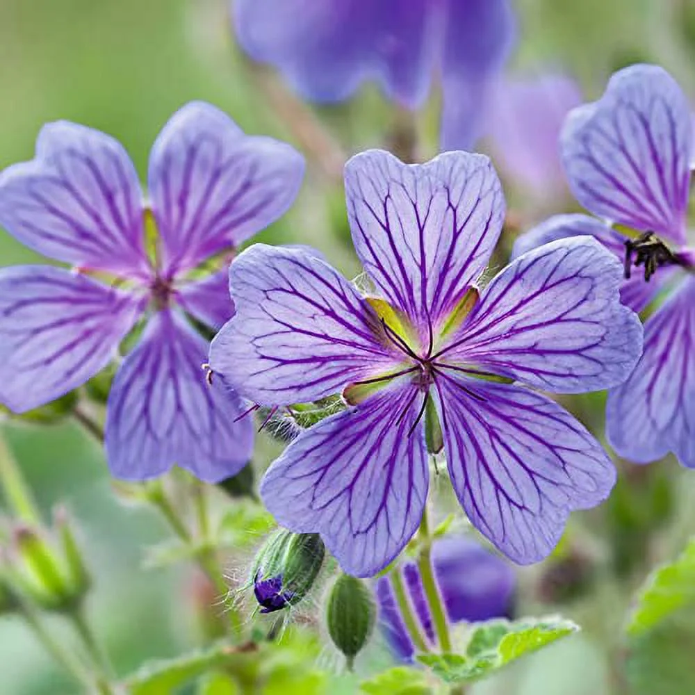 Hardy Geranium Seeds Cranesbill Attractive Foliage, Colorful Flowers Low-Maintenance Attractive to Pollinators for Border, Ground Covers, Rock Garden Specimens 100Pcs by YEGAOL Garden