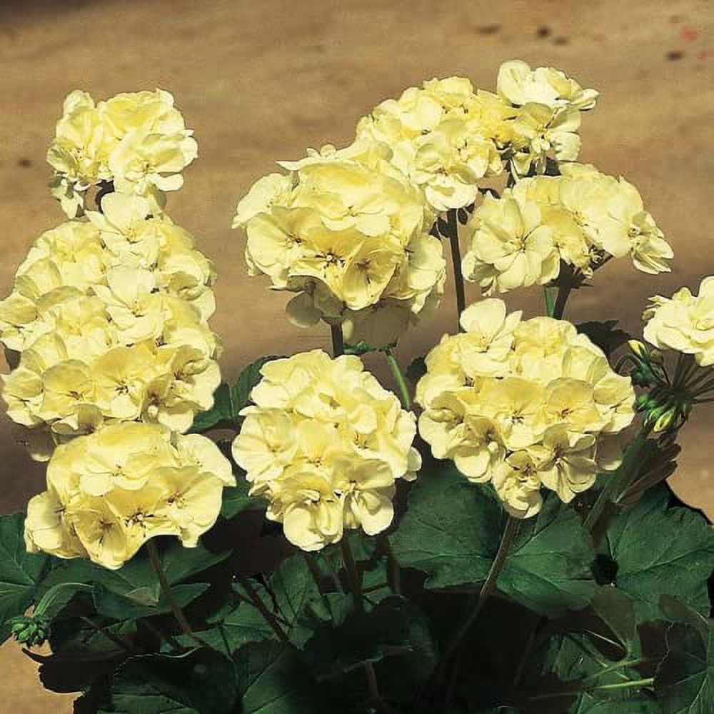 CHUXAY GARDEN Yellow Geranium Seed,Geraniums,Cranesbills 100 Seeds Geranium Flowers Hardy Wild Dwarf Ivy Leaf Flowering Plant Beautiful Potted Plants