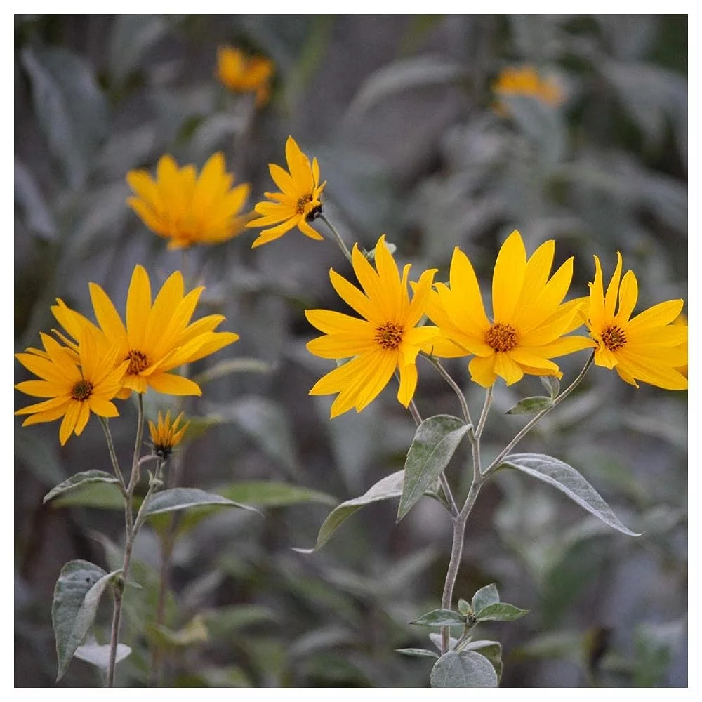 - 1/4 Lb Saw-Tooth Sunflower Wildflower Seeds - Vault