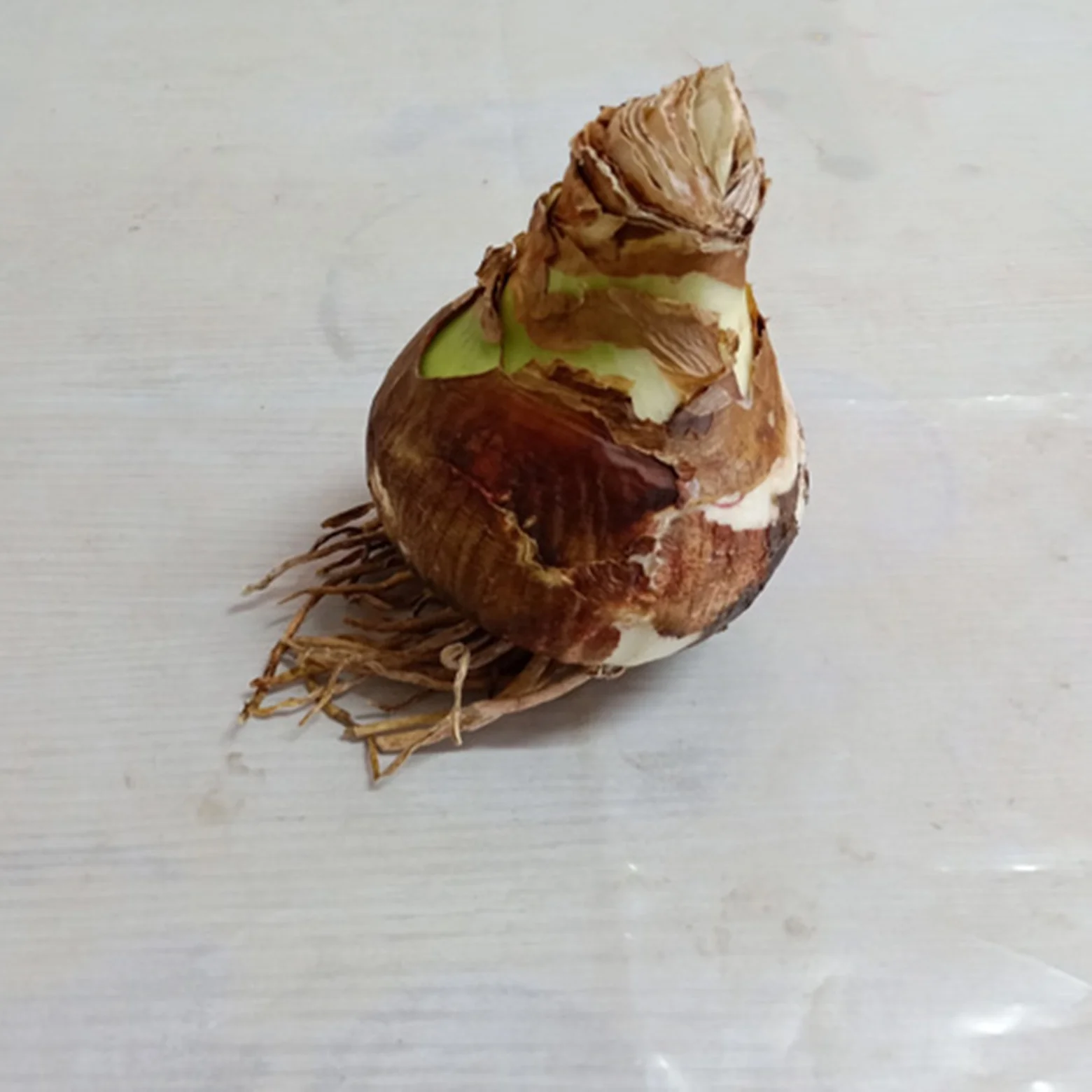 Amaryllis  Bulbs Plantation Planting Professional Planting Amaryllis Bulbs for Sale Amaryllis Plants Live