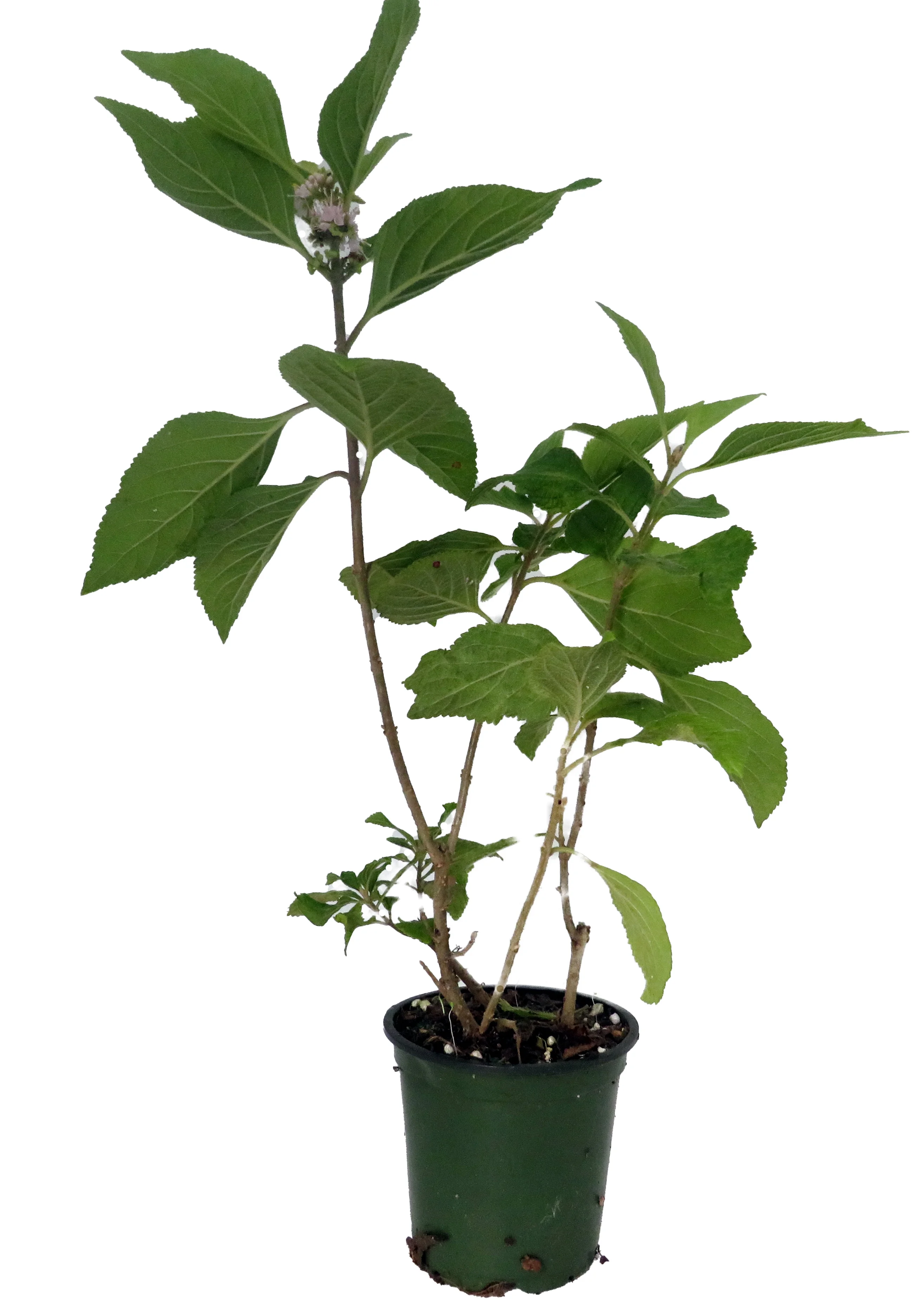 American Beautyberry - Callicarpa Americana- Shrub/Bonsai - 4