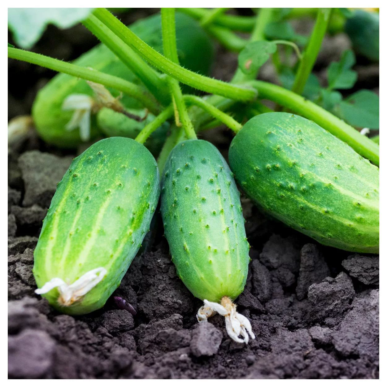 Everwilde Farms - 100 Boston Pickling Cucumber Seeds - Gold Vault Jumbo Bulk Seed Packet