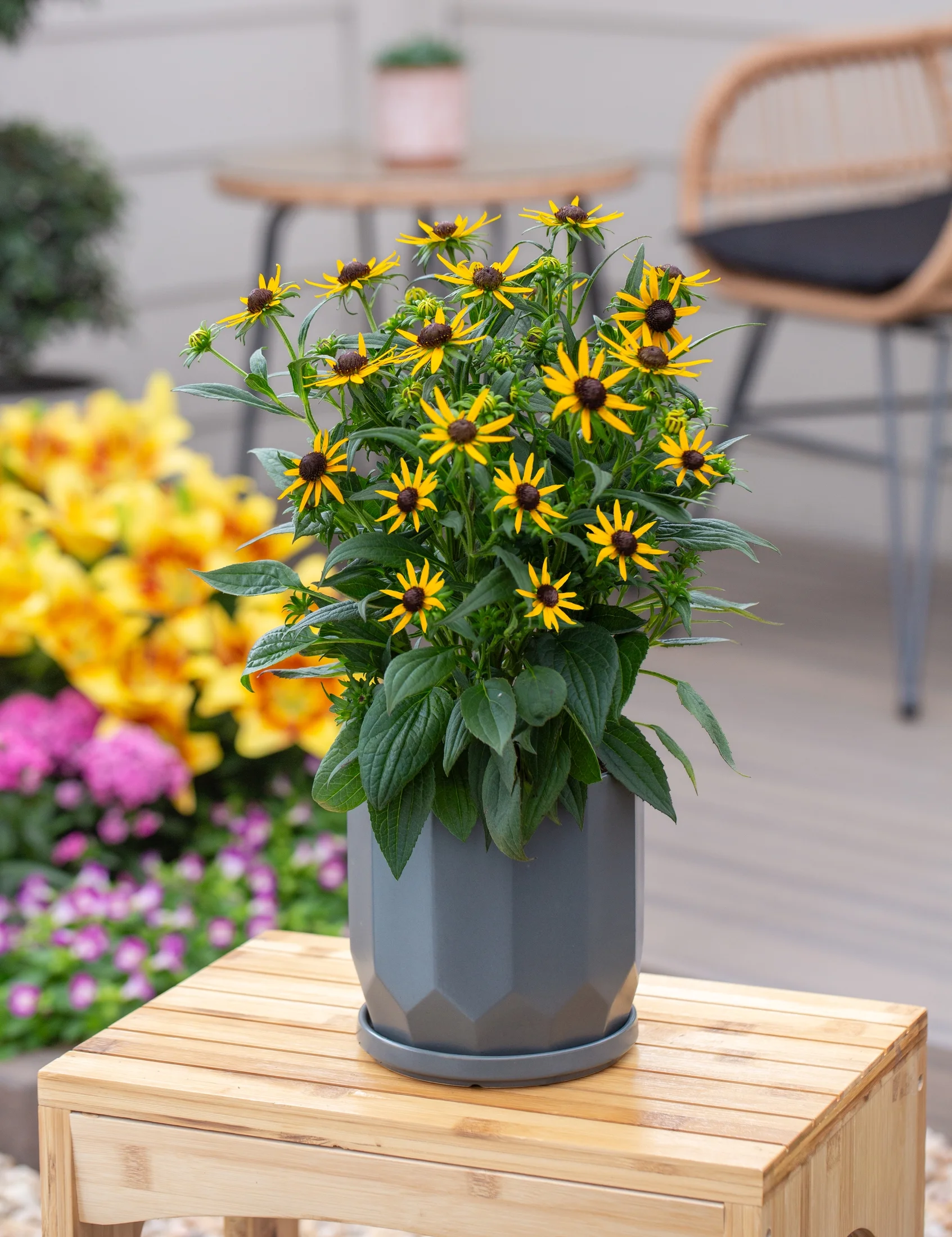 Better Homes & Gardens 2.5QT Yellow Rudbeckia Live Plant Grower Pot Sun