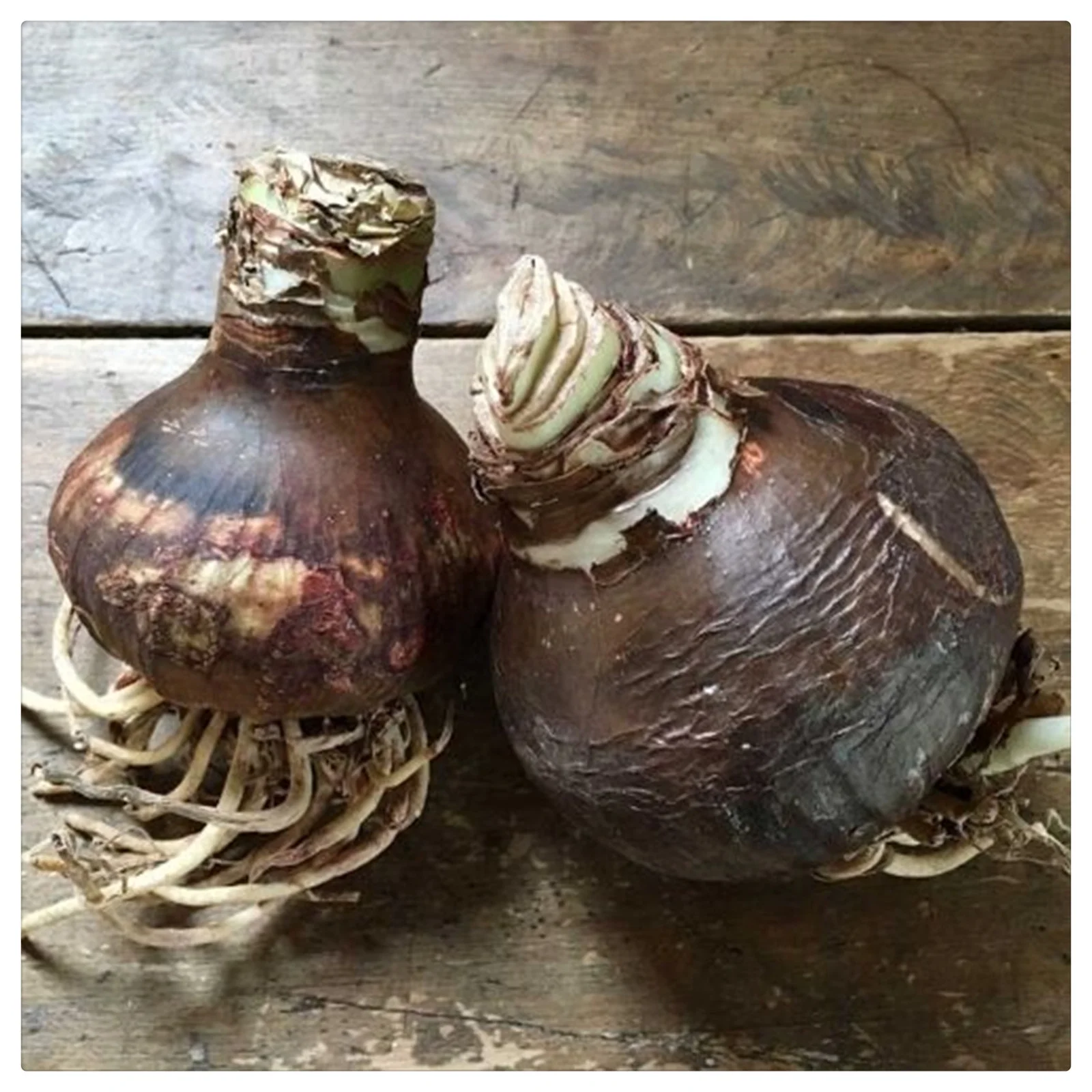 Amaryllis  bulbs      Amaryllis plants live     Amaryllis plant already in pot     Double bulbs 	Houseplants   Amaryllis plant