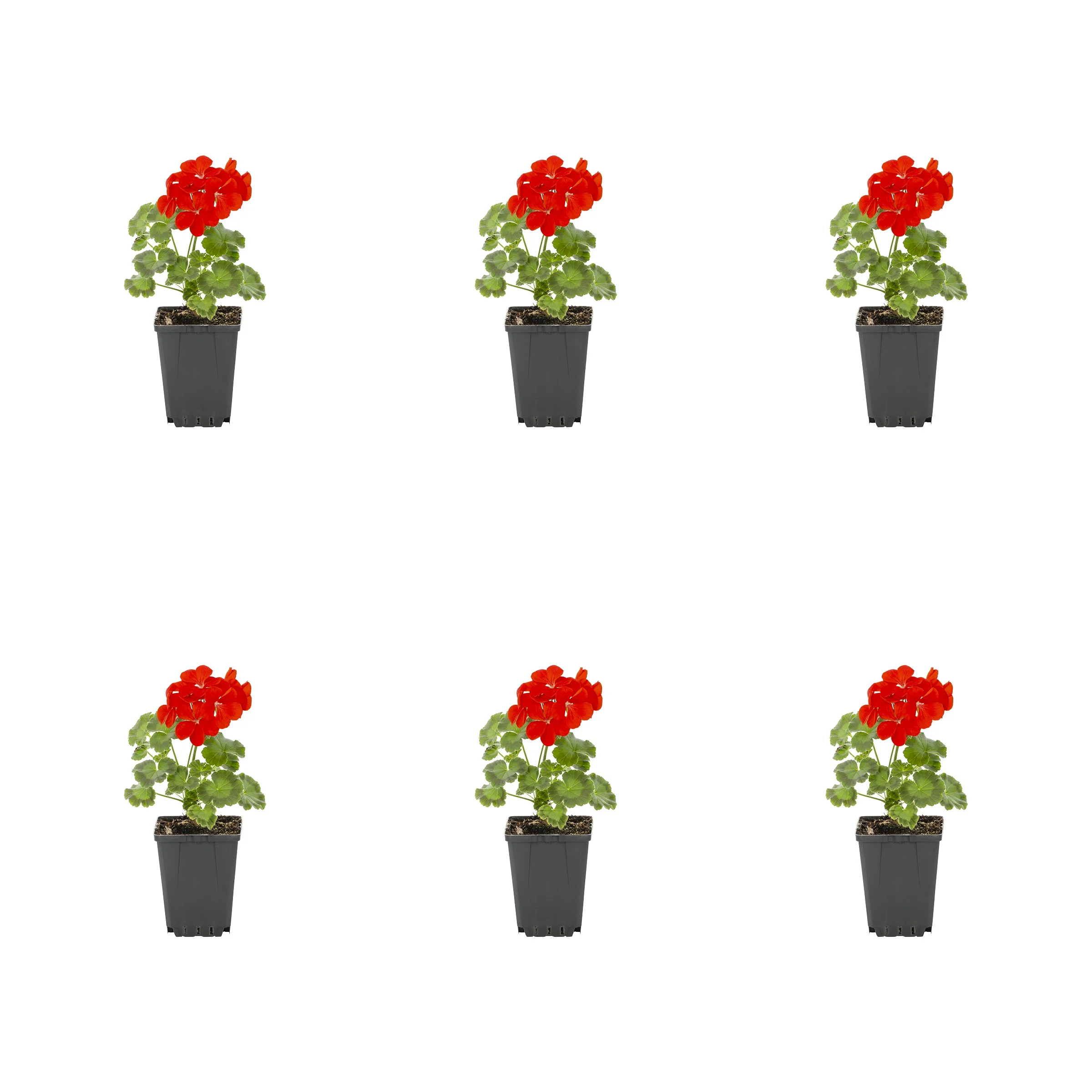 Expert Gardener PT Multicolor Seed Geranium Live Plants with Grower Pot