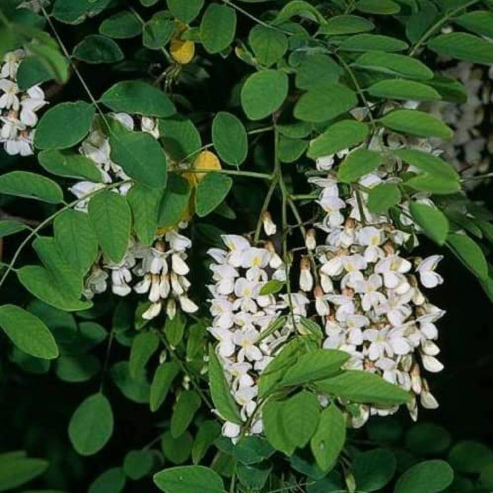 CHUXAY GARDEN 25 Seeds Robinia Pseudoacacia,Black Locust Tree,False Acacia Lovely White Flowers Fast-Growing Fragrant Deciduous Tree Attract Honeybees and Hummingbirds