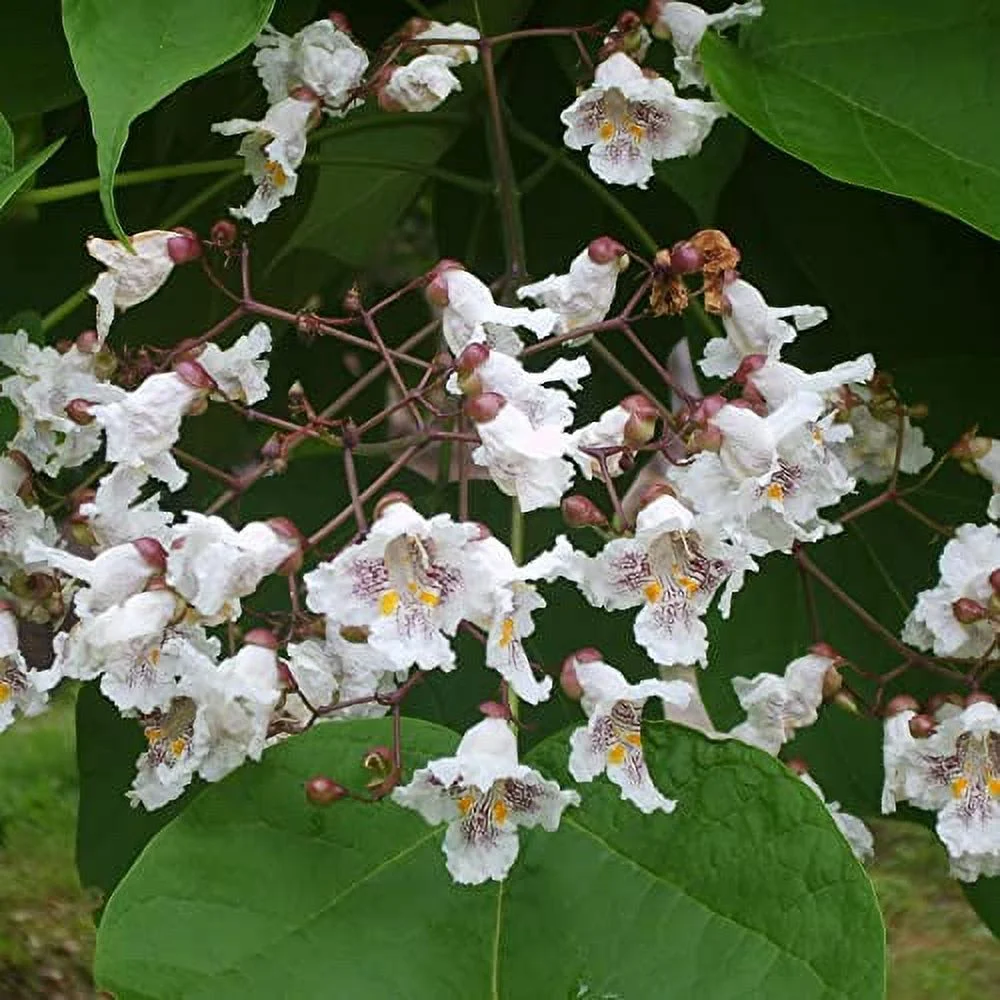 Catalpa Bignonioides Seeds Southern Catalpa Deciduous Tree Distinctive Appearance Large Heart-Shaped Leaves and Showy, Trumpet-Shaped Fragnrat Flowers Attract Bees 50Pcs by YEGAOL Garden