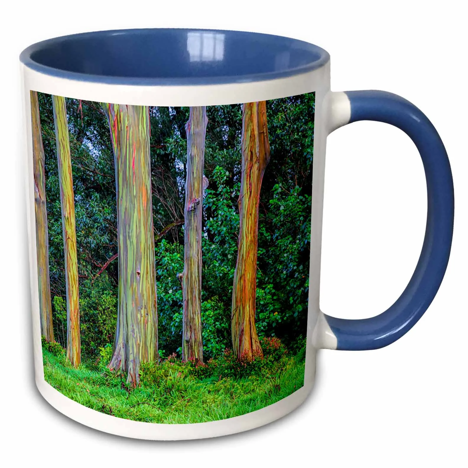 USA, Hawaii, Maui, Rainbow Eucalyptus Trees, Eucalyptus deglupta 11oz Two-Tone Blue Mug mug-259258-6