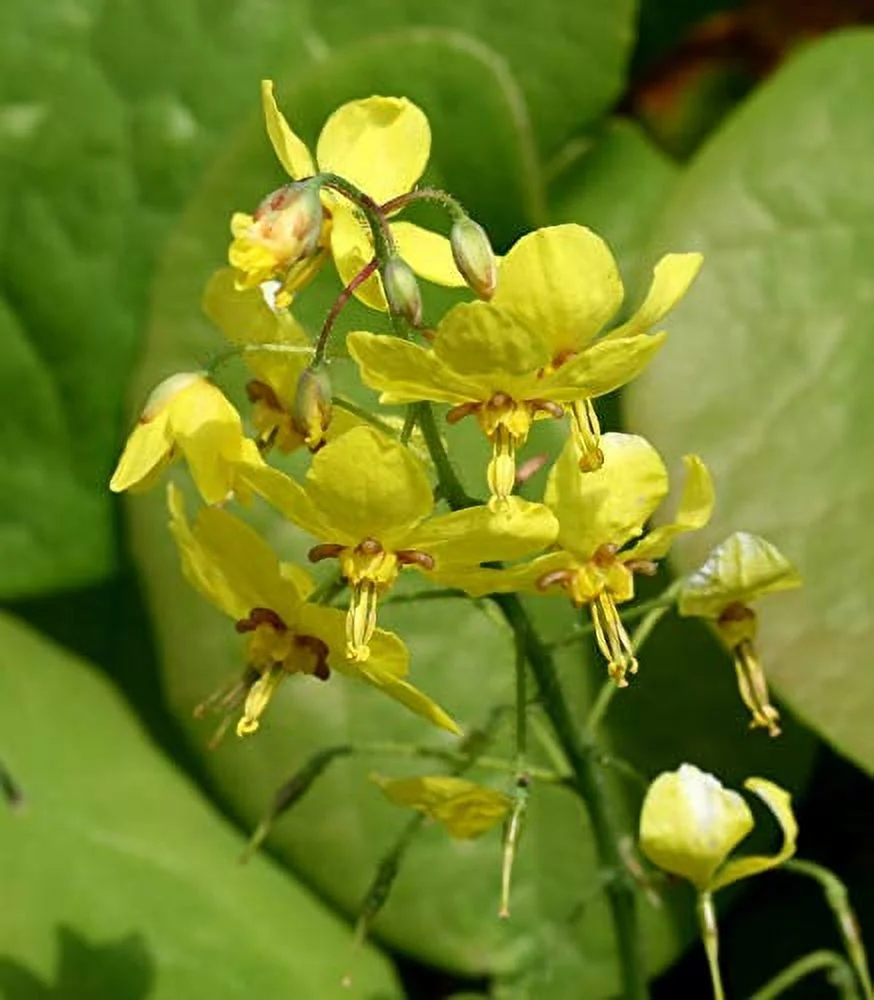 Perennial Farm Marketplace Epimedium x 'Frohnleiten' (Barrenwort) Perennial, 1 Quart, Bright Yellow Flowers