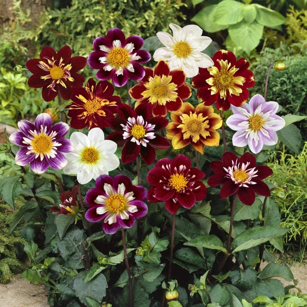 Outsidepride Dahlia Dandy Flower Seed Plant Mix - 1000 Seeds