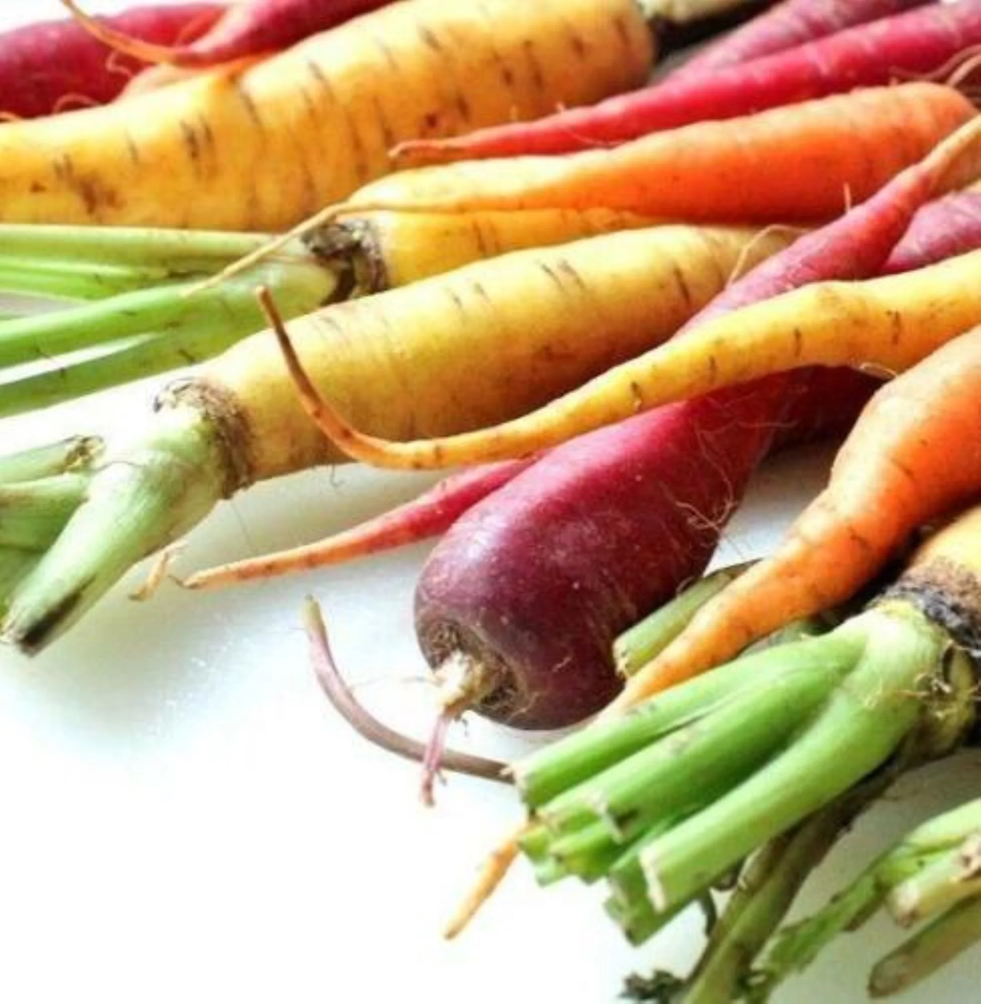 Rainbow Carrot Seeds/ Biennial/ Full Sun/4700 Seeds 1/4 oz/ Zellajake Farm and Garden - B258