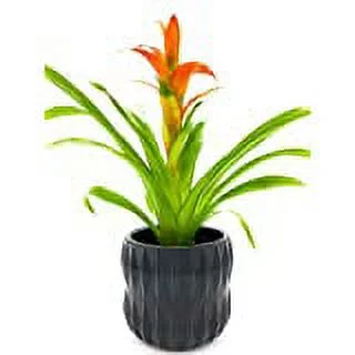 WGV Small Unique Black Ceramic Pot - 4.5