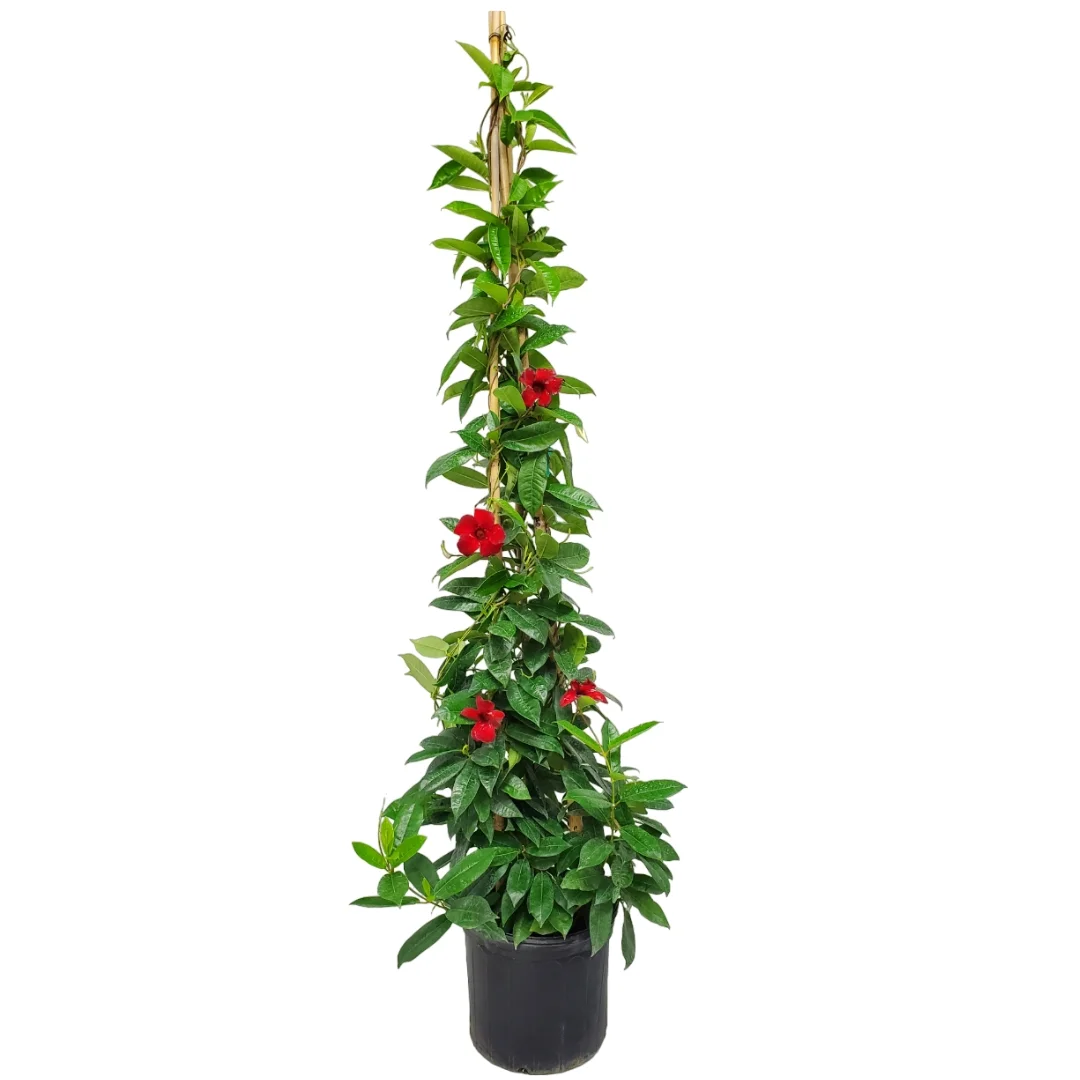 Tropical Plants of Florida 60