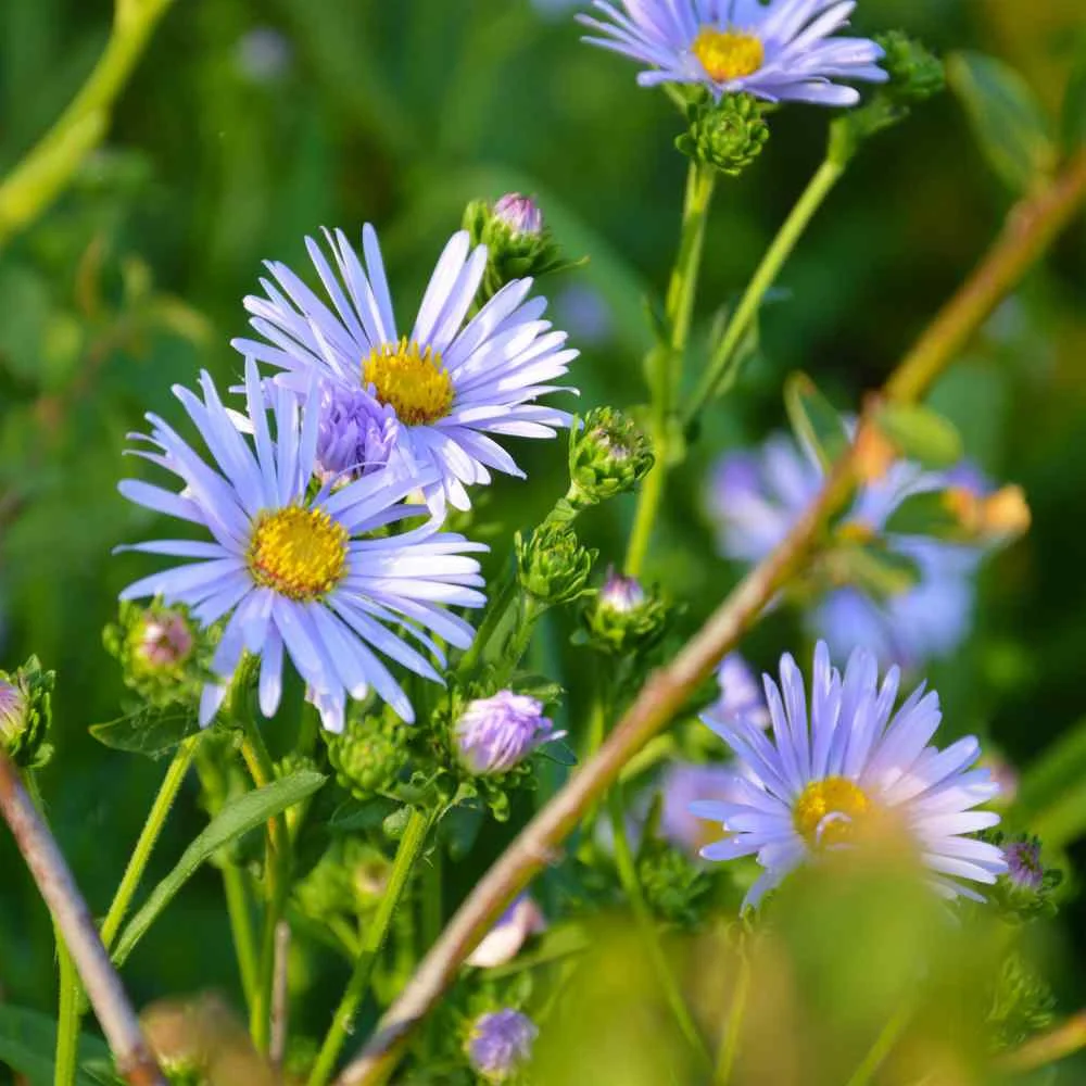 Outsidepride Brachycome Blue Swan River Daisy Flower Seed - 10000 Seeds