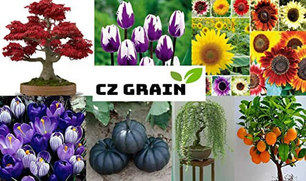 Succulent Seeds Mix - 30+ Seeds - Echeveria Species Mix - Ships from Iowa, USA - Grow Exotic Succulent Cacti