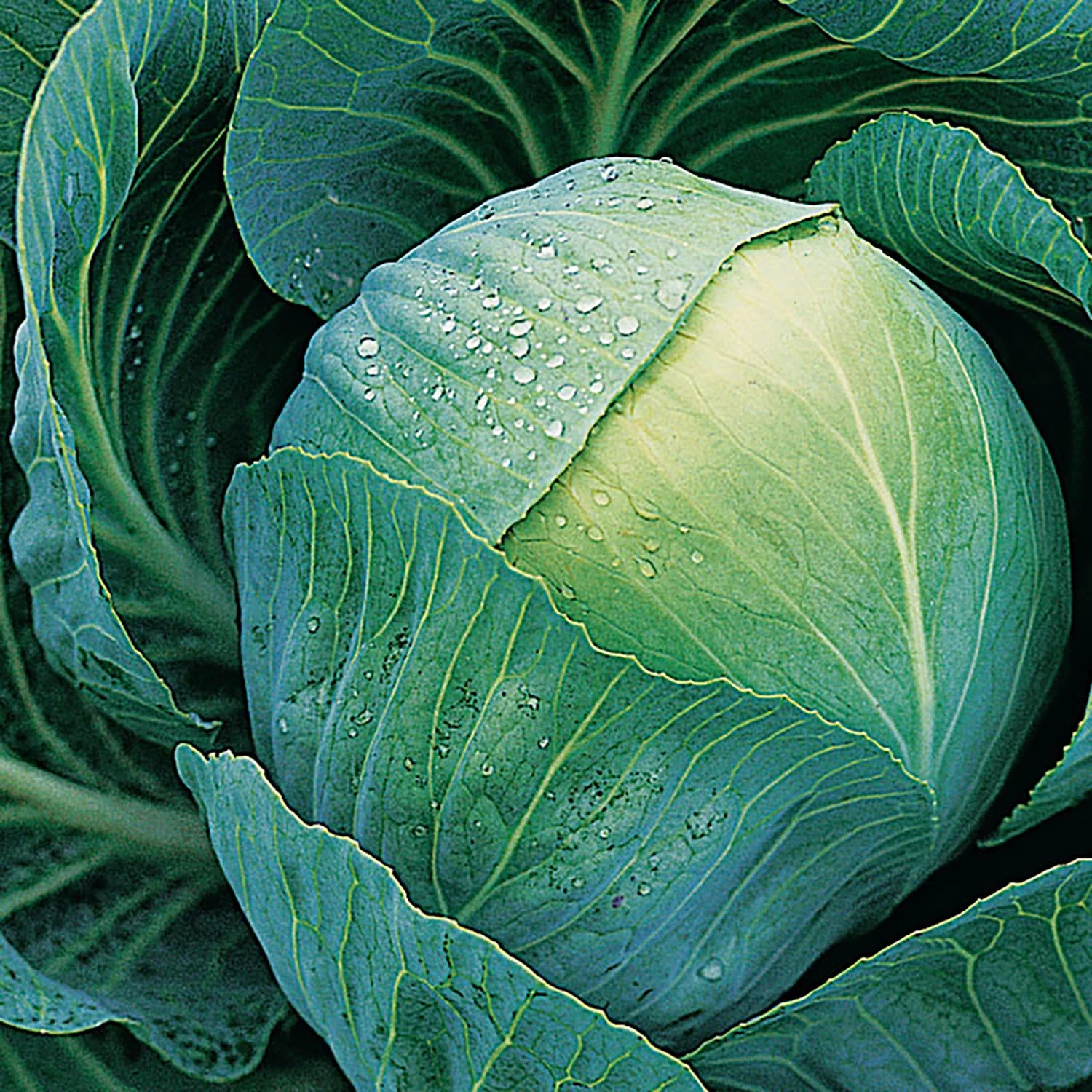 American Seed 1G Cabbage Early Golden Acre Plant Seeds Full Sun