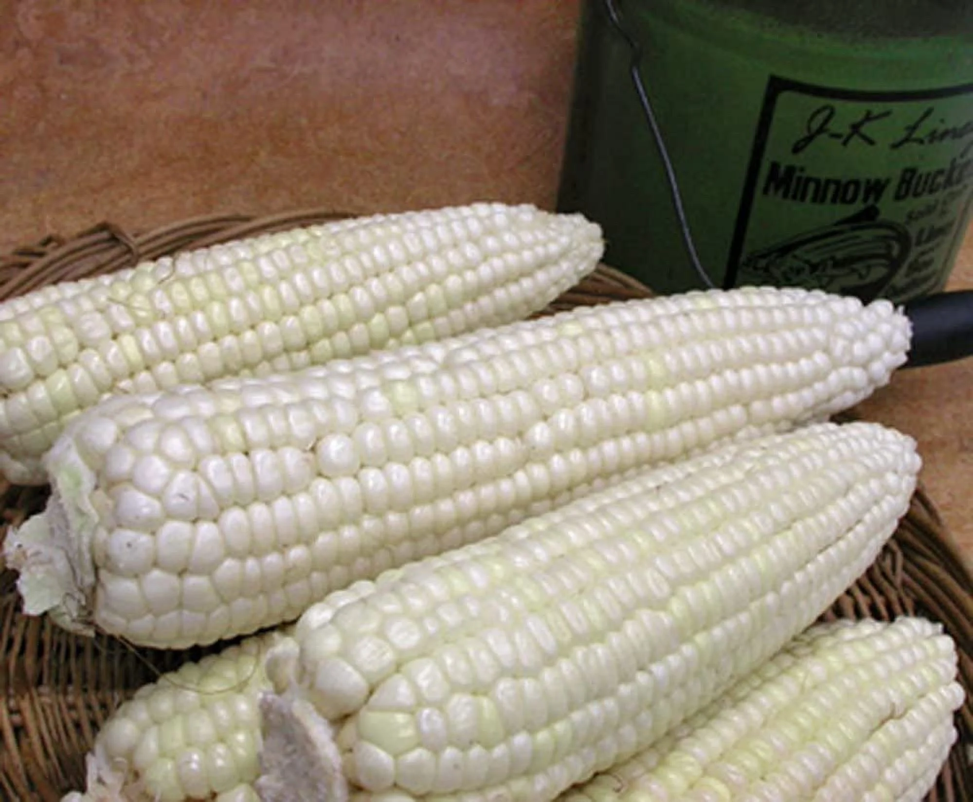 Stowells Evergreen White Corn Seeds - 100 Count Seed Pack - one of The Best Heirloom Varieties for The Table, Canning, and Freezing - Country Creek LLC