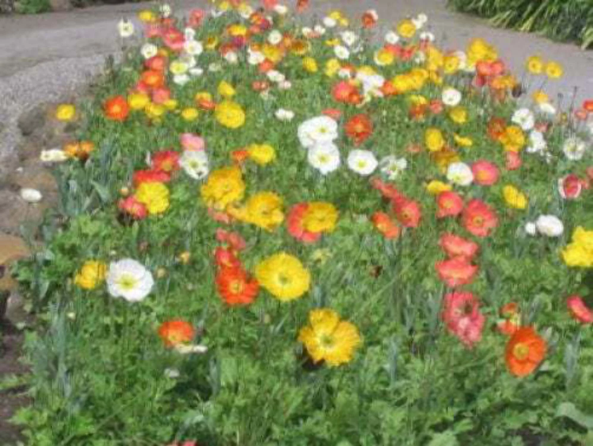 2500 Seeds ICELAND POPPY MIX Papaver Nudicaule Mixed Colors Flower Seeds