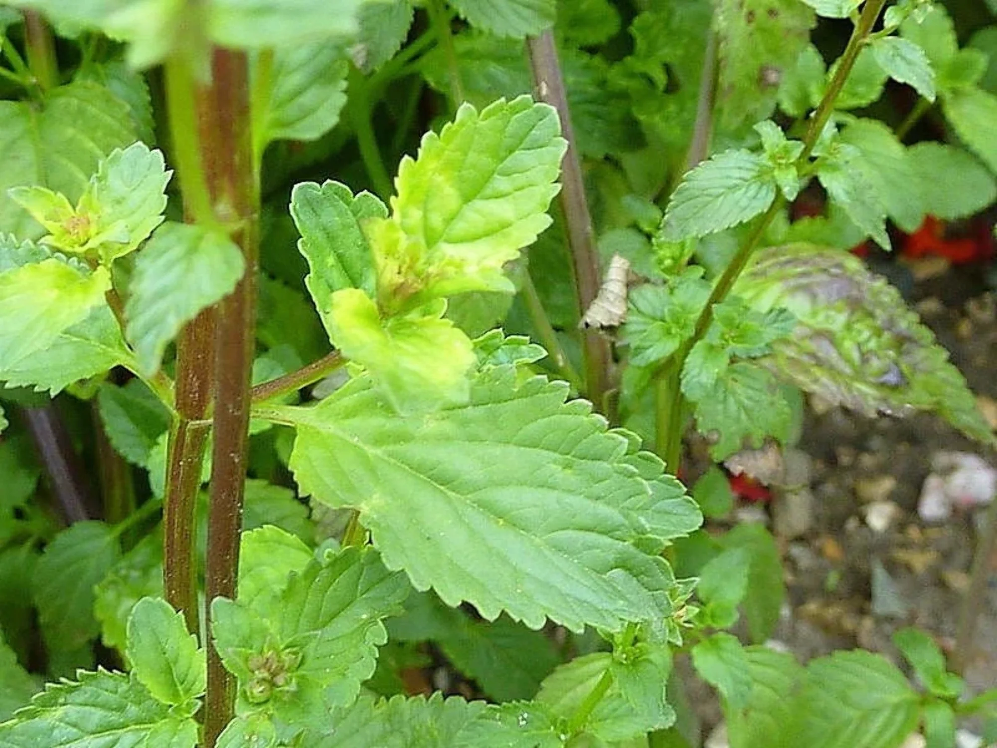 50 SCARLET MASK FLOWER Hummingbird Plant Red Alonsoa Warscewiczii Seeds