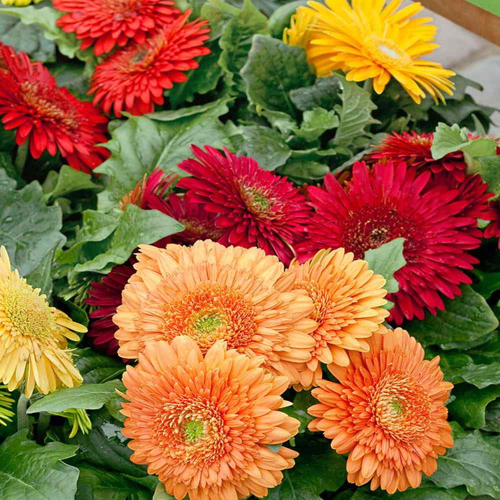 Gerbera Autumn Colors Flower Seed Mix - 20 Seeds