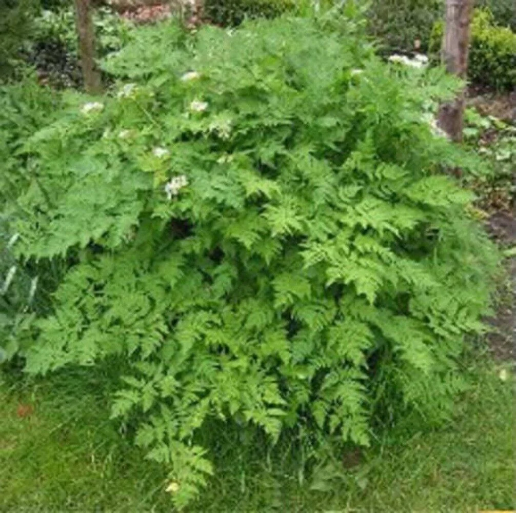 150 Garden CHERVIL (Gourmet Parsley) Anthriscus Cerefolium Herb Flower Seeds