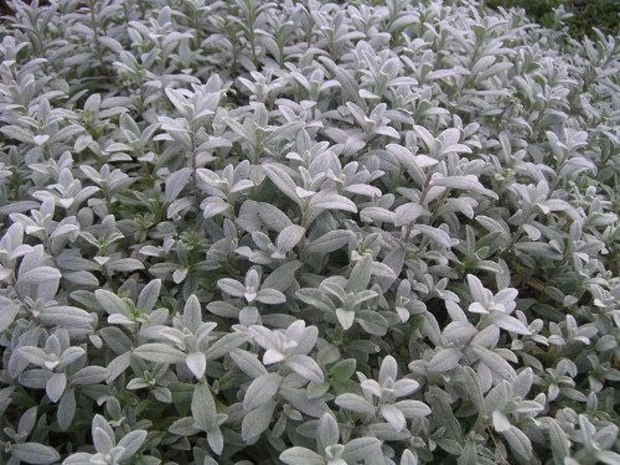 1500 SNOW IN SUMMER (Chickweed) Cerastium Biebersteinii Flower Seeds