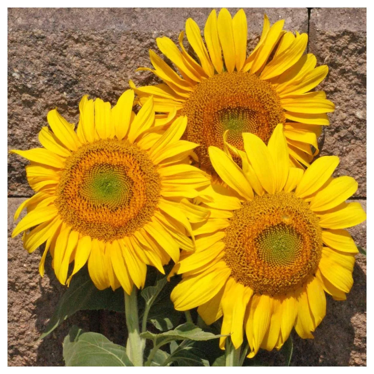 Everwilde Farms - 25 Grey Stripe Sunflower Garden Flower Seeds - Gold Vault Jumbo Bulk Seed Packet