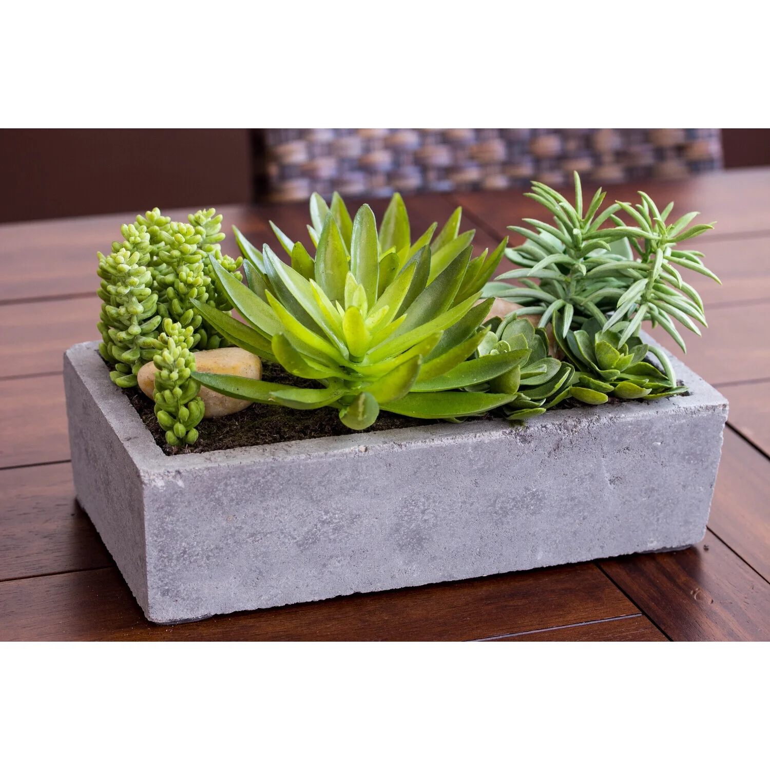 HomeStock Antique Succulent Garden With Concrete Planter