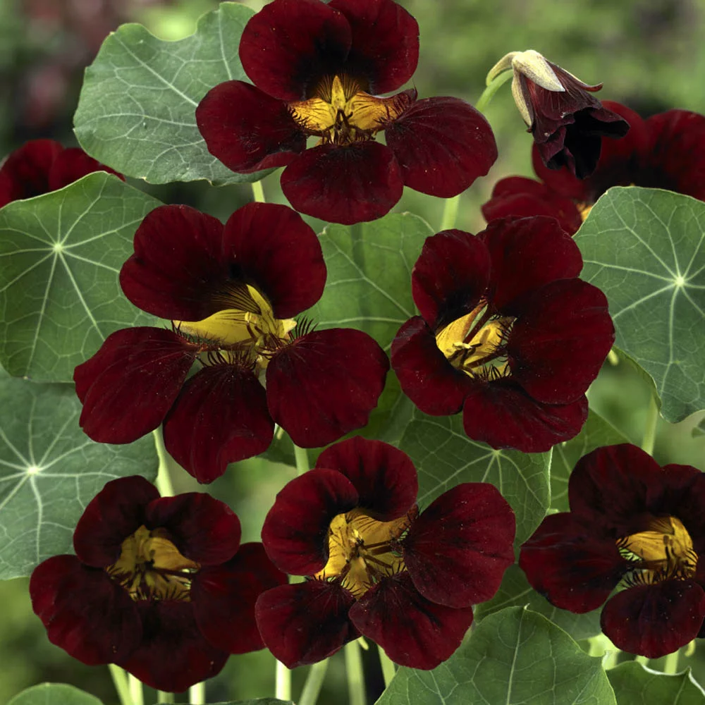 Outsidepride Tropaeolum Nasturtium Black Velvet Vine & Plant Flower Seeds - 400 Seeds