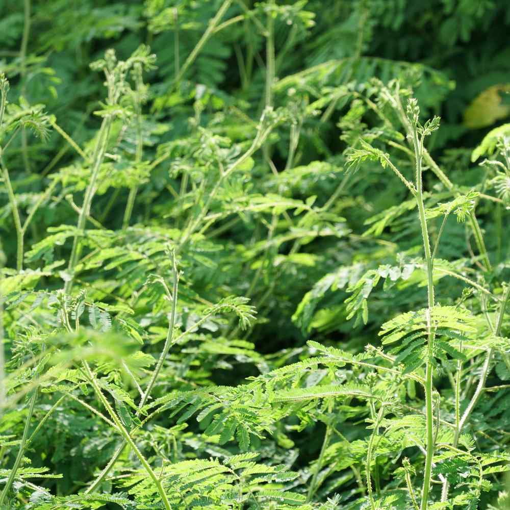 Illinois Bundleflower Seeds - Desmanthus Illinoensis Bundleflower Flower Seed - 1 LB