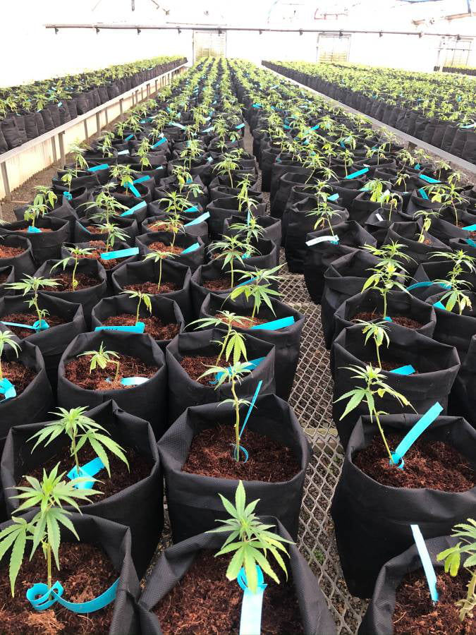 GROEZY™ 15 GALLON EXPANDABLE POT