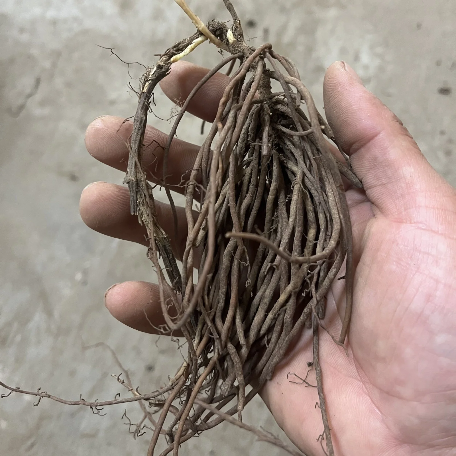 Clematis Bulbs For Planting,Clematis Flowers,Clematis Plants,Clematis Root Pot Plants Outdoor,Clematis Vine Plants Live Shade,Pretty,Clematis Bulbs For Sale.