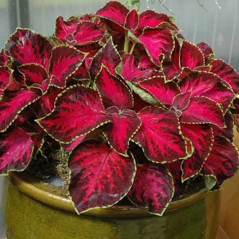 Coleus Chocolate Covered Cherry Seeds - Pelleted Flower Seeds Package - 100 Seeds