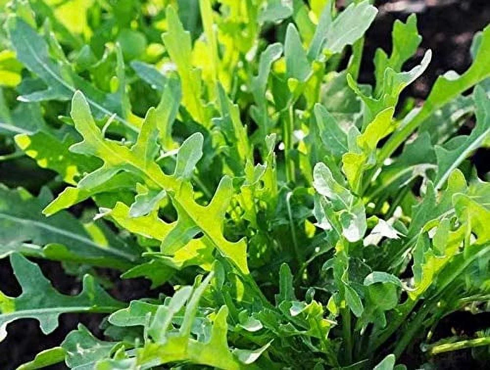 Wild Rocket Arugula Seeds, 1000 Heirloom Seeds Per Packet, Non GMO Seeds, Isla's Garden Seeds