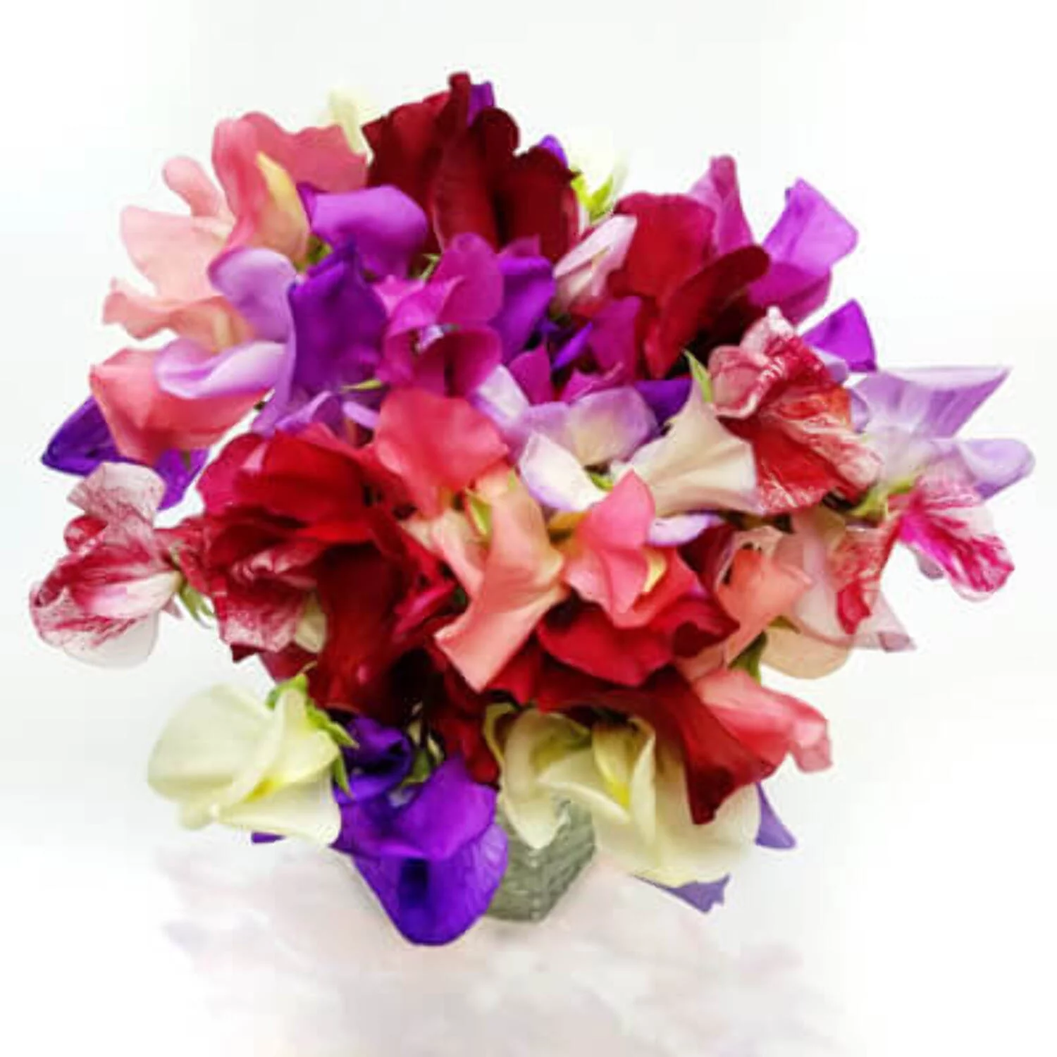 Sweet Pea Incense Mix Seed - NON-GMO - 50 Seeds