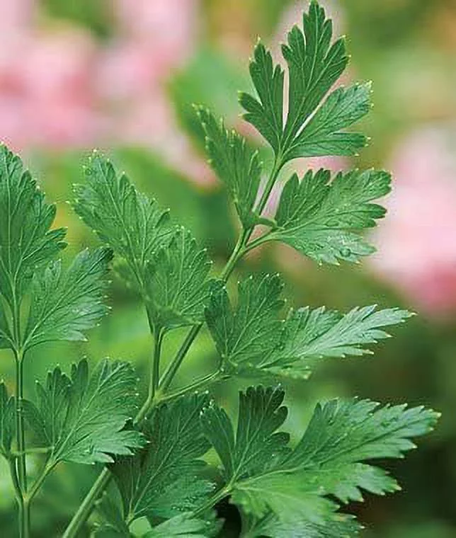 Todd's Seeds Plain / Single Parsley Heirloom Seed - 1g Packet