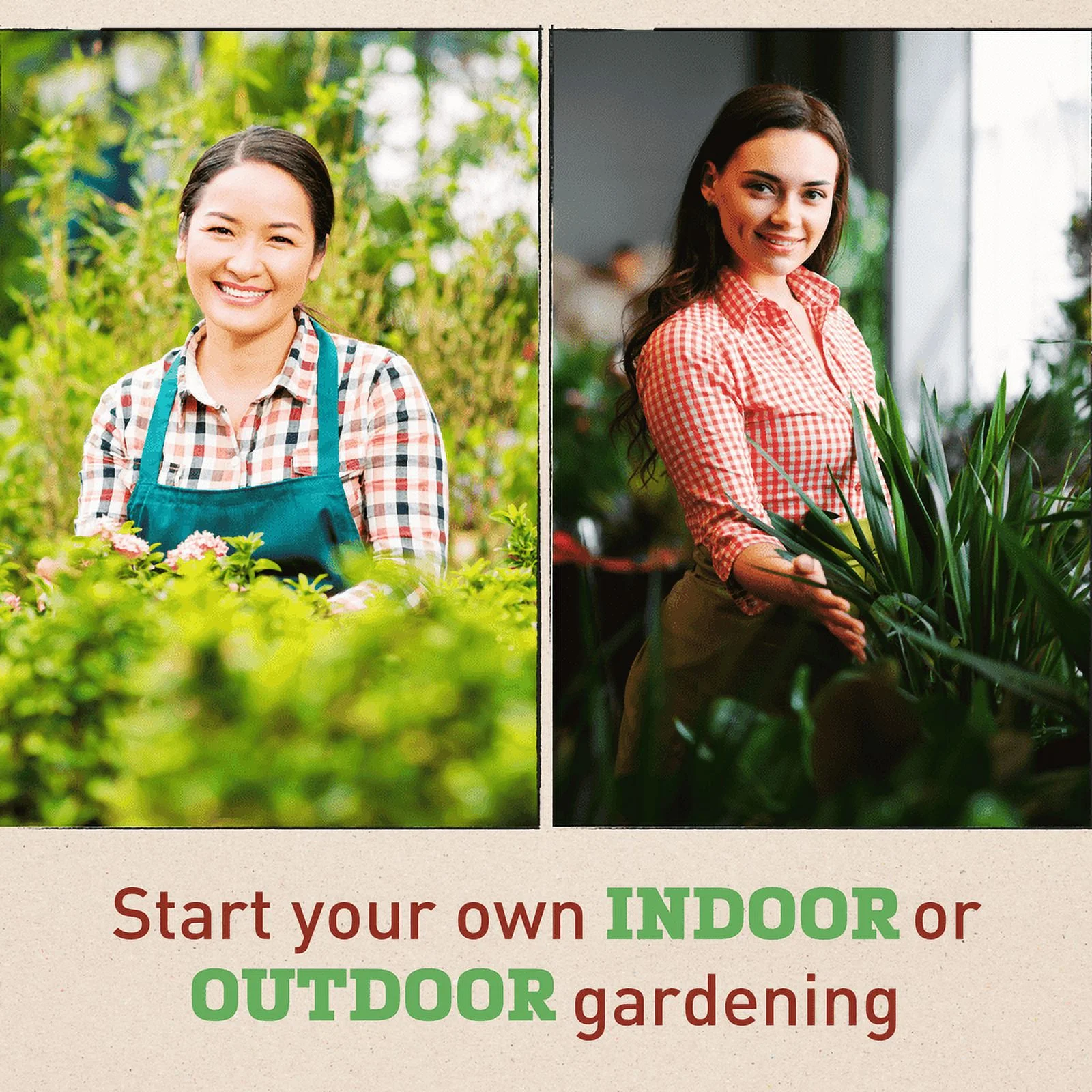 Harris Seeds - Autumn Frost Squash Seeds - Treated - Non-GMO - 25 Seeds