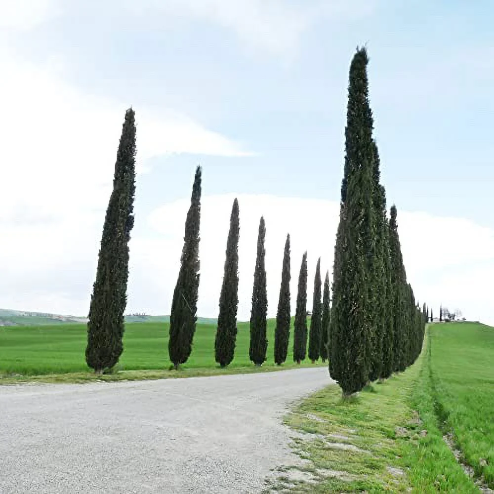 Mediterranean Cypress Seeds Italian Cypress, Cupressus Sempervirens Tolerant of Drought & Dry Conditions Low Maintenance Specimen Outdoor 25Pcs Tree Seeds by YEGAOL Garden