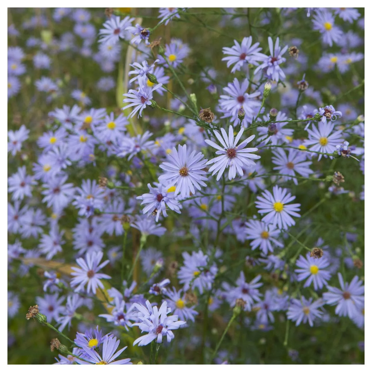 Everwilde Farms - 500 Sky Blue Aster Native Wildflower Seeds - Gold Vault Jumbo Bulk Seed Packet