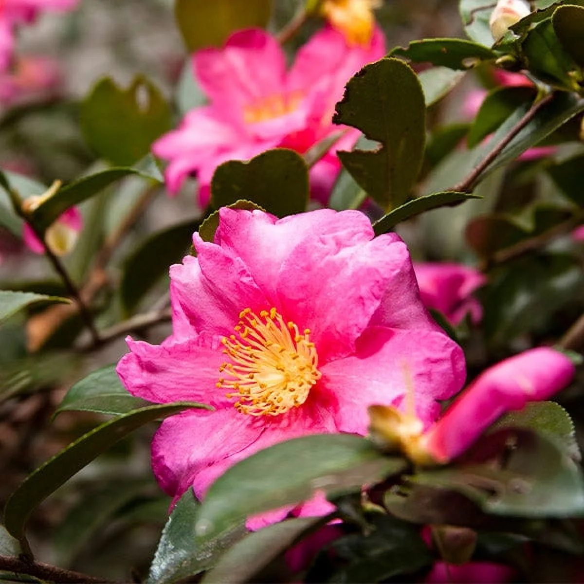 Brighter Blooms - Camellia 'Shi-Shi Gashira' Shrub, 3 gal. - No Shipping To AZ,OR,TX
