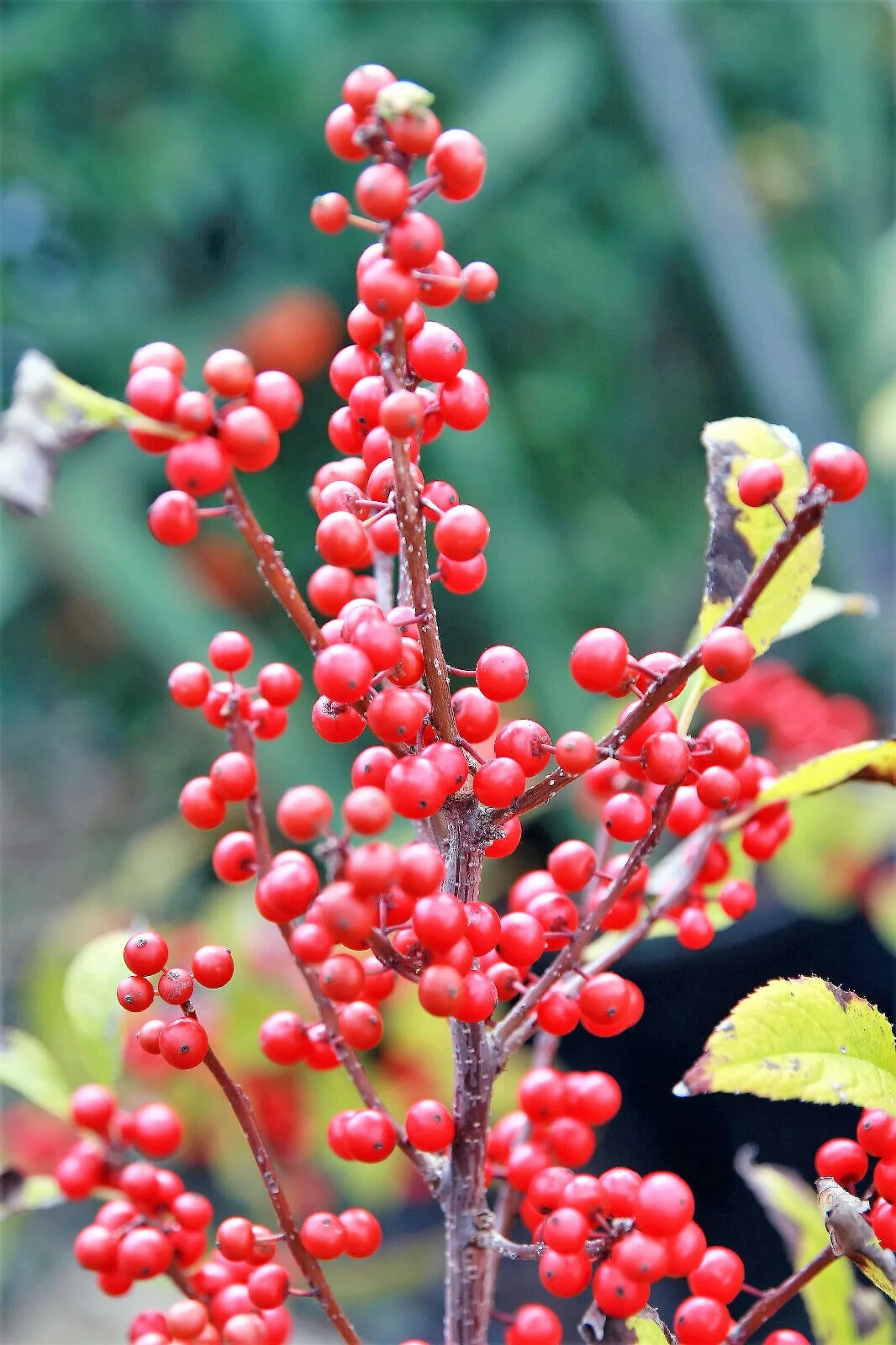 50 WINTERBERRY Holly Ilex Verticillata Black Alder Tree Shrub Red Berry Seeds