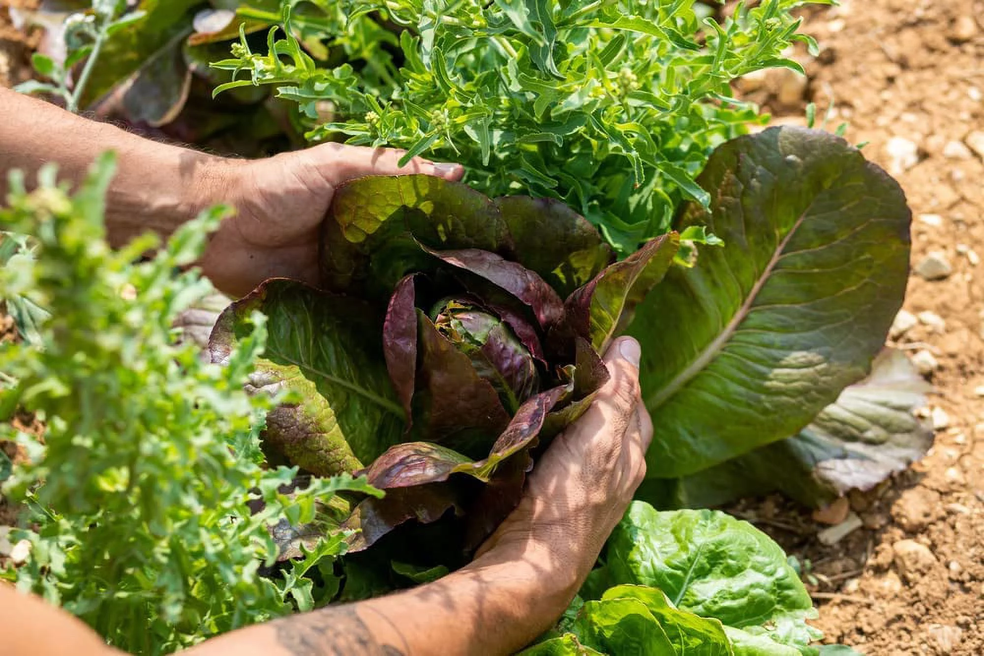 Red Romaine Lettuce Seeds for Planting, 1000+ Heirloom Seeds Per Packet, Non GMO Seeds, Botanical Name: Lactuca Sativa, Great Gift for Home Garden
