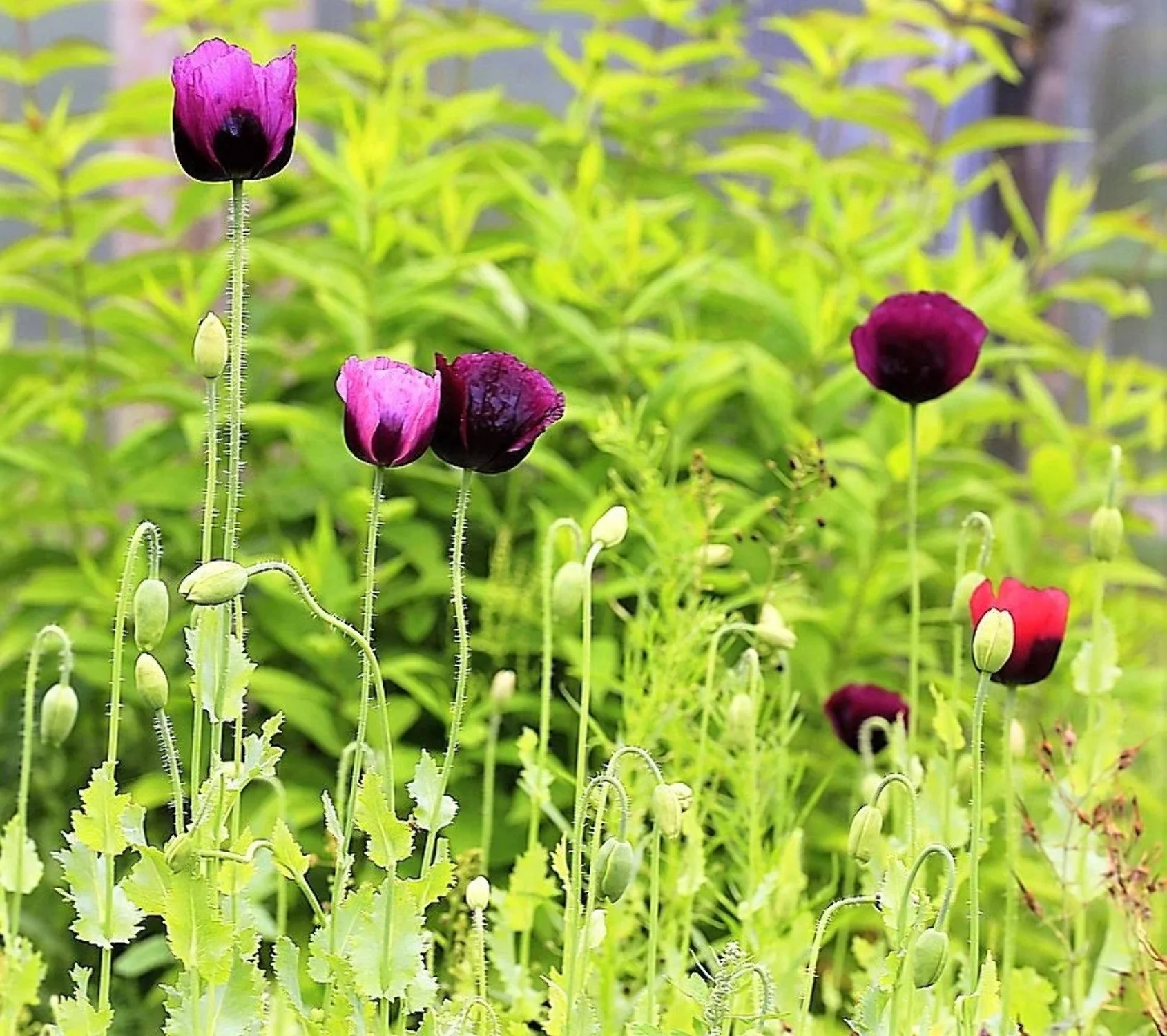 1000 HUNGARIAN BREADSEED POPPY Papaver Somniferum Purple Blue Flower Seeds